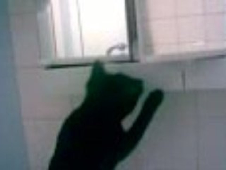 chaton et lè coton tige