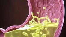 😳🧠 YOUR STOMACH IS BASICALLY A CHEMICAL LAB… AND IT HAS ITS OWN DEFENSE SYSTEM! 🔥
