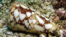 El caracol cono: una belleza mortal.