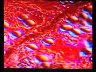 Miracles scientifiques du coran La Formation Du Lait2