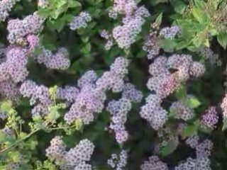 Fleurs et coucher de soleil 18 juillet 2008