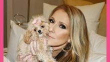 Céline Dion : retour triomphal à Paris le 28 août 2026 ? Son prochain concert fait déjà sensation ! 🇫🇷✨