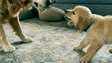 He always lets the puppy win — every single time 🥹🐾