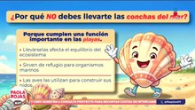 ¿Por qué no debes llevarte las conchas del mar? | De Pisa y Corre con Paola Rojas