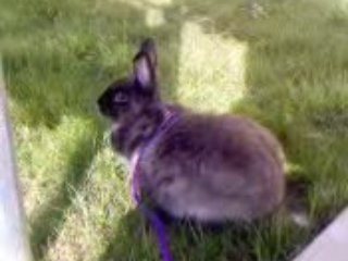 Bunny, ma lapine