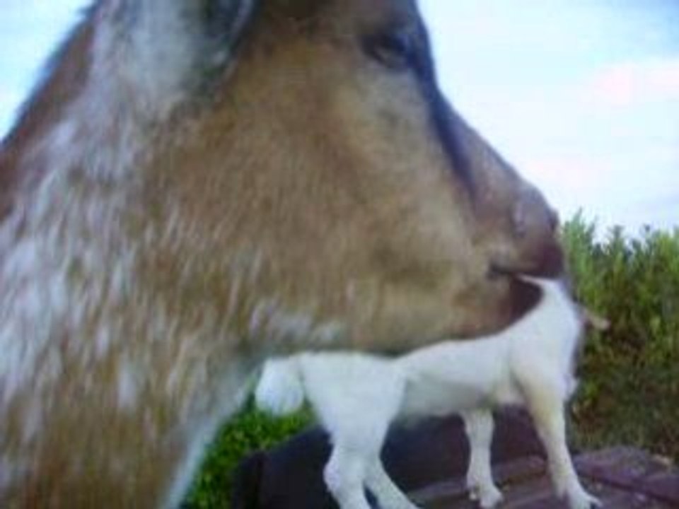Aldo rumine