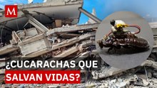 ¿El futuro del rescate? Cucarachas cíborg buscan sobrevivientes entre los escombros