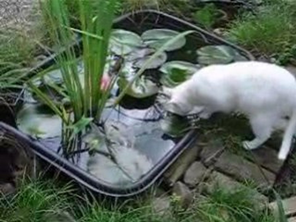 MISS ET LES POISSONS