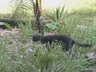 Ask The Animal Guy: Bobcats