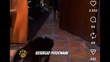 Animali doppiati