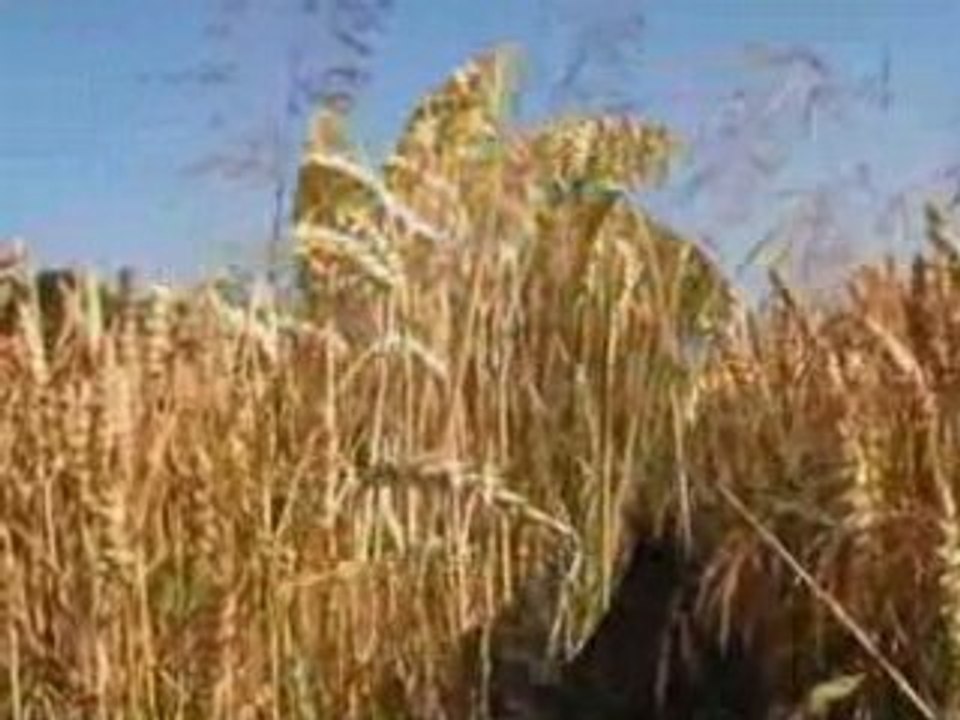 La chanson des blés d