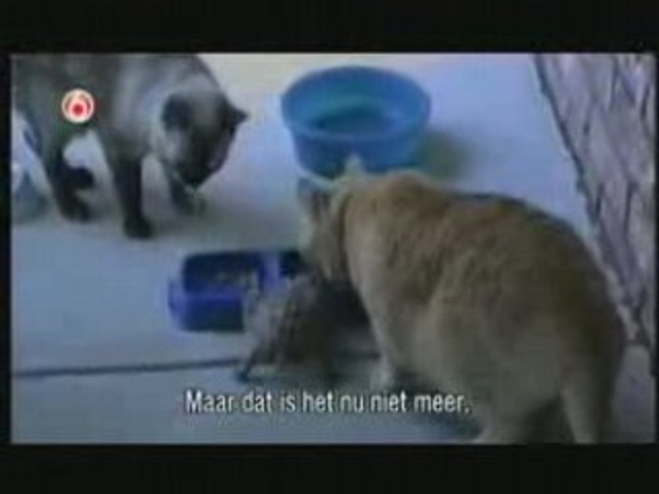 Cat Special Funniest Home Videos part 131
