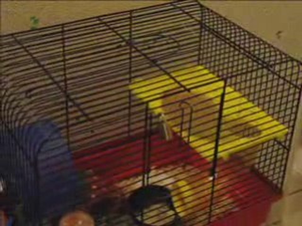 BB hamsters à 59 jours