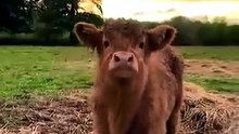 Baby_Animals_That_Grew_Into_GIANTS!🐶(360p)