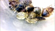 are bed bugs dangerous to pets