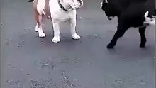 goat: i just wanna scared you