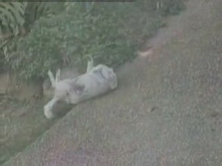 Comment se gratte un chien Corse