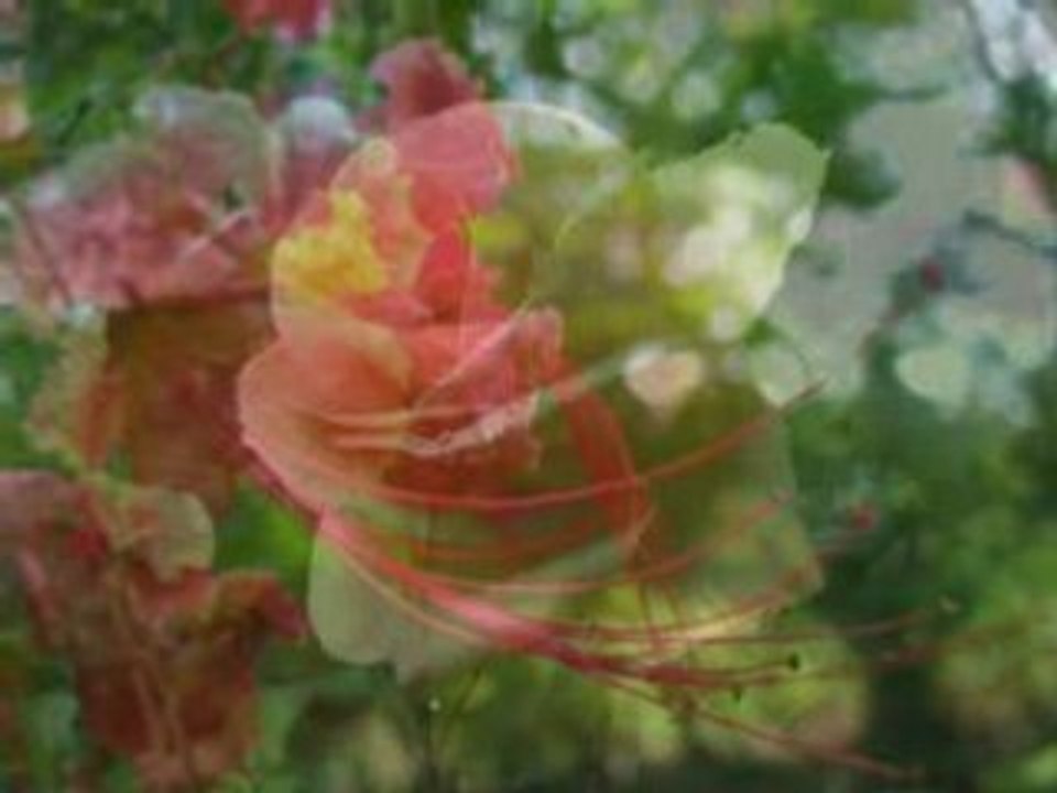 Christophe - la vie c'est une histoire d'amour