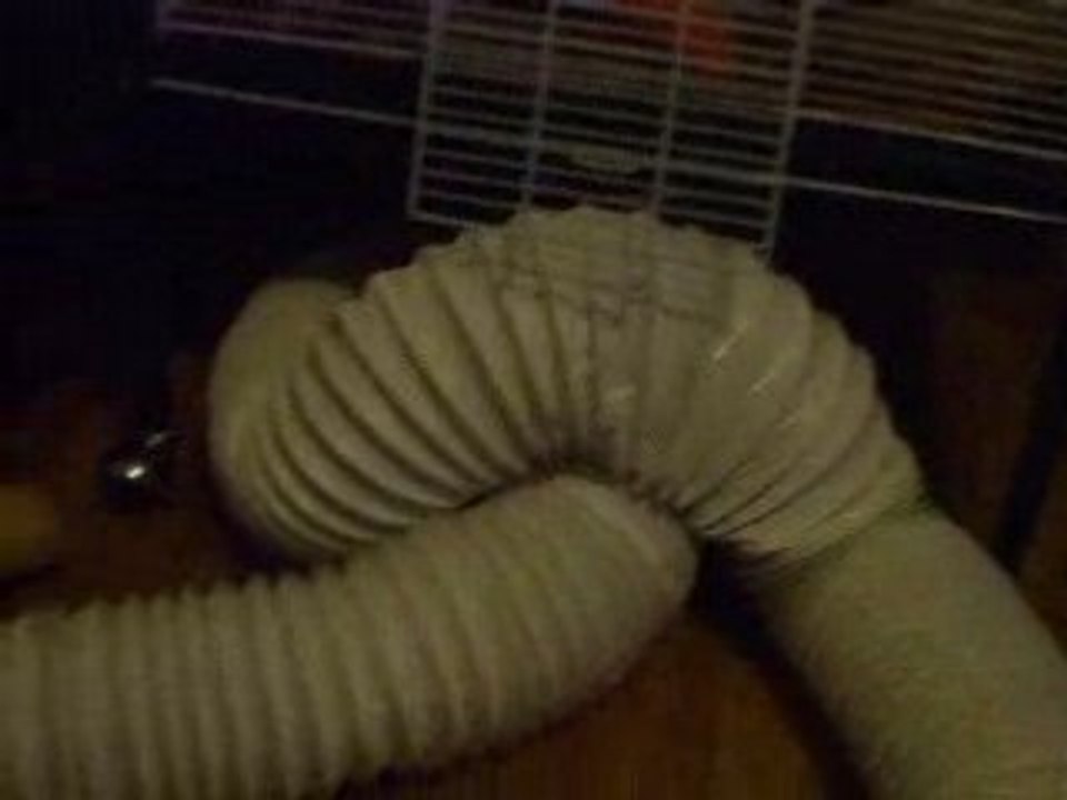 Mes quatres furettes