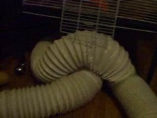 Mes quatres furettes