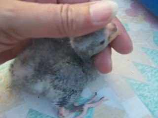 003 kaks 22 juillet 08