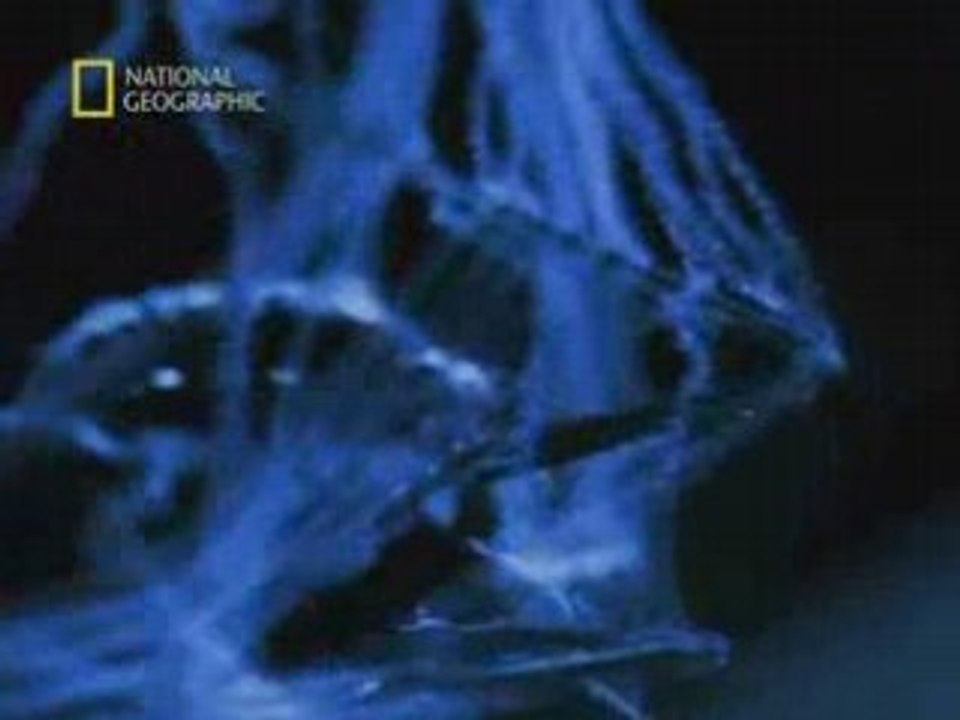 NATIONAL GEOGRAPHIC Le Pouvoir Des Araignées2.00