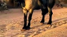 1 minuto animal - os cavalos mais fortes do mundo #animais