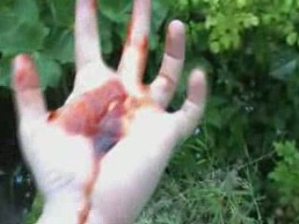 Killer Cat -horror parody-