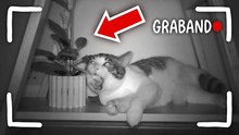 Así se portan mis gatos en la noche...