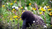 This Is Why EVERYONE in Antarctica Hates The SKUA