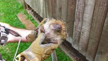 Rescuers Find Hedgehog Bloated Like A Balloon And Discover Why