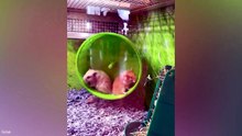 The Most Unexpected Animal Moments Caught on Camera 😂 #AnimalVideos #Viral