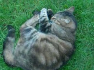 Picsou, le chat qui adore se faire brosser...