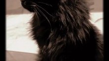 Les chats
