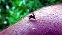 are mosquitoes attracted to bug zappers