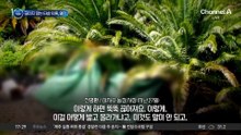 ‘야자수 숲 사망’ 끊이지 않는 타살 의혹, 왜?