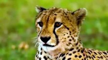 1 minuto animal - curiosidades