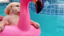 1 minuto animal - interessante