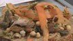 Brainfood -  Smoked Mackerel and Chickpea Salad