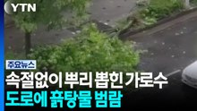 속절없이 뿌리 뽑힌 가로수...도로에 흙탕물 범람 / YTN