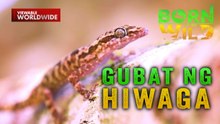Almaciga tree, kayang umabot hanggang 20 palapag ang taas?! | Born To Be Wild