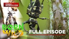 Insect Apocalypse?!; Almaciga, a living fossil tree | Born To Be Wild (Full Episode)