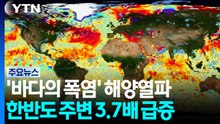 '바다의 폭염' 해양열파...한반도 주변 3.7배 급증 / YTN