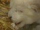 Cute White Lion Cub