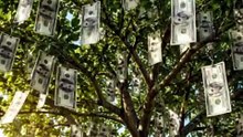 What If Money Grew on Trees?