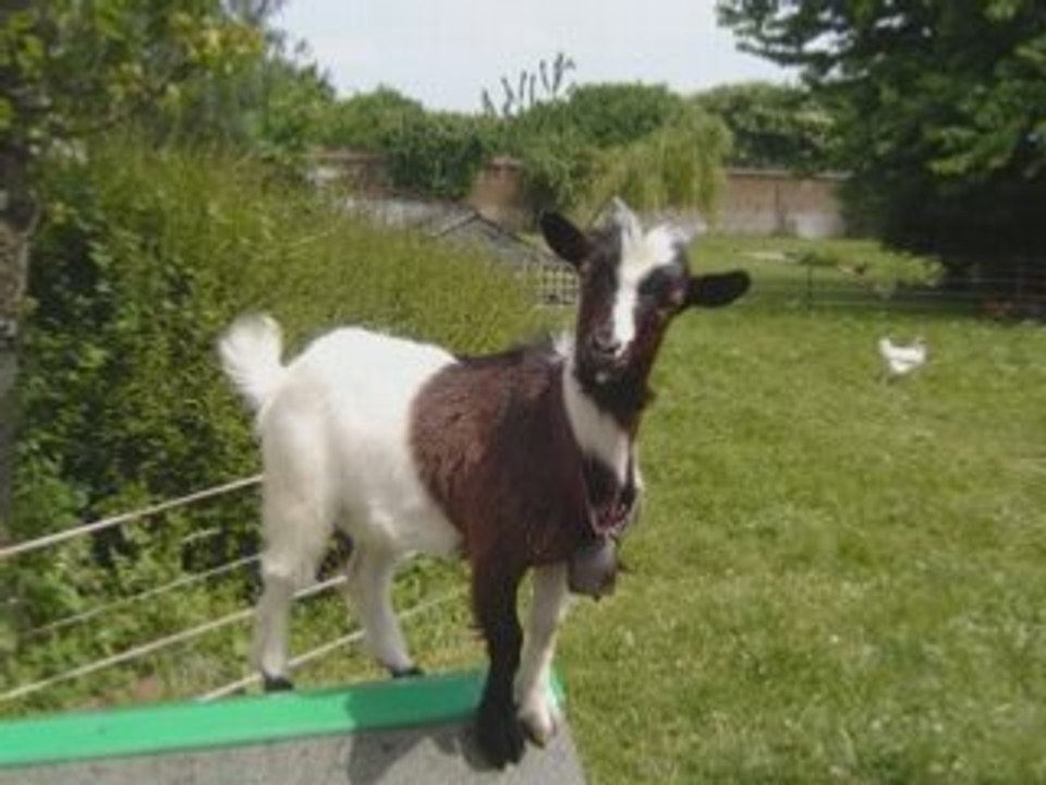 Les biques en vacances