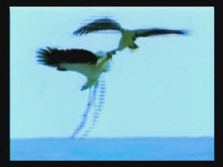 Le fascinant Aigle !