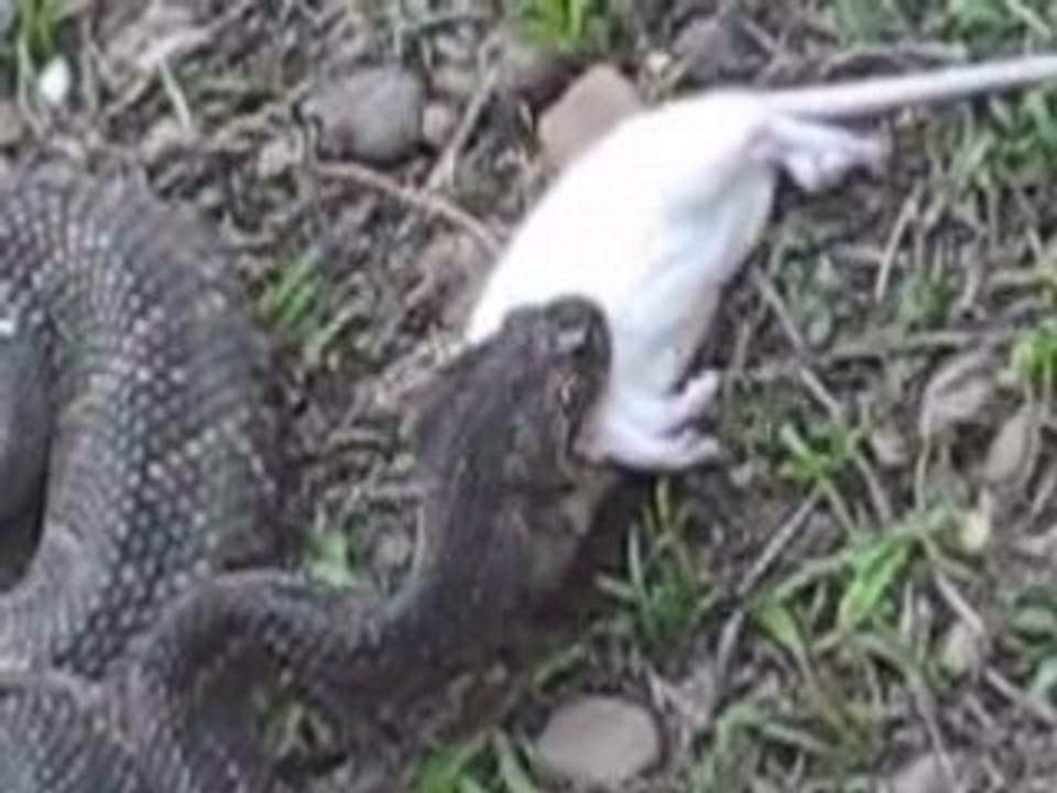 Rattlesnakes feeding time