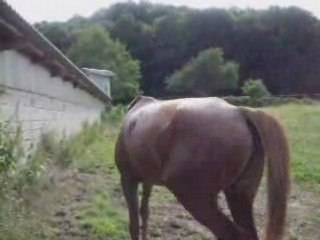 Lutèce au pré - Haras d'Elpégère