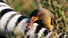 Infestação de Vermes GIGANTES é Debelada por Aves em Zebra